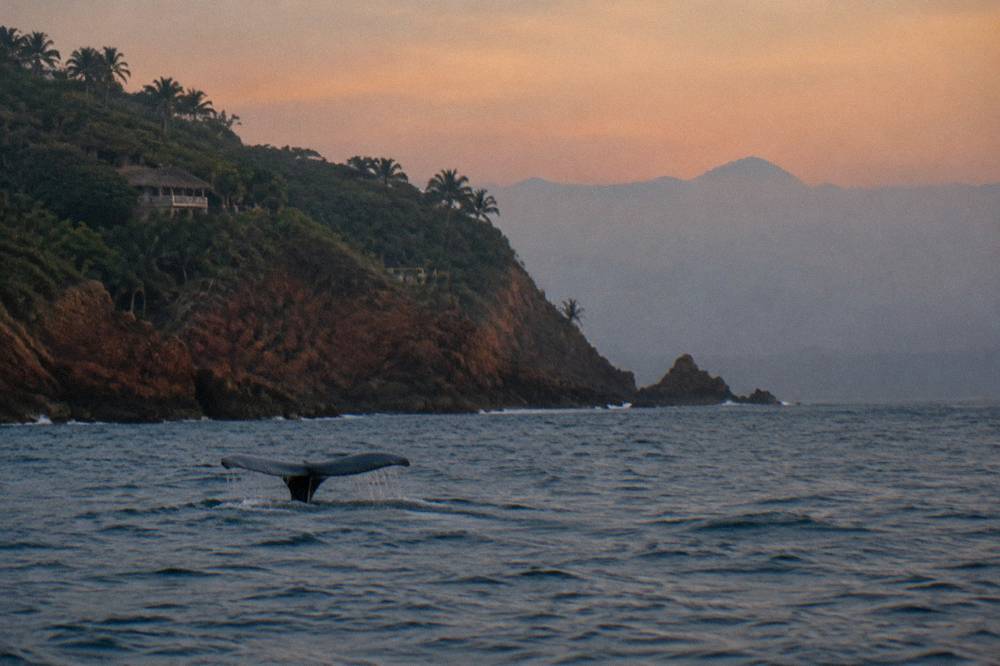 A whale tail fluke rising above dark blue water with distant hills in haze