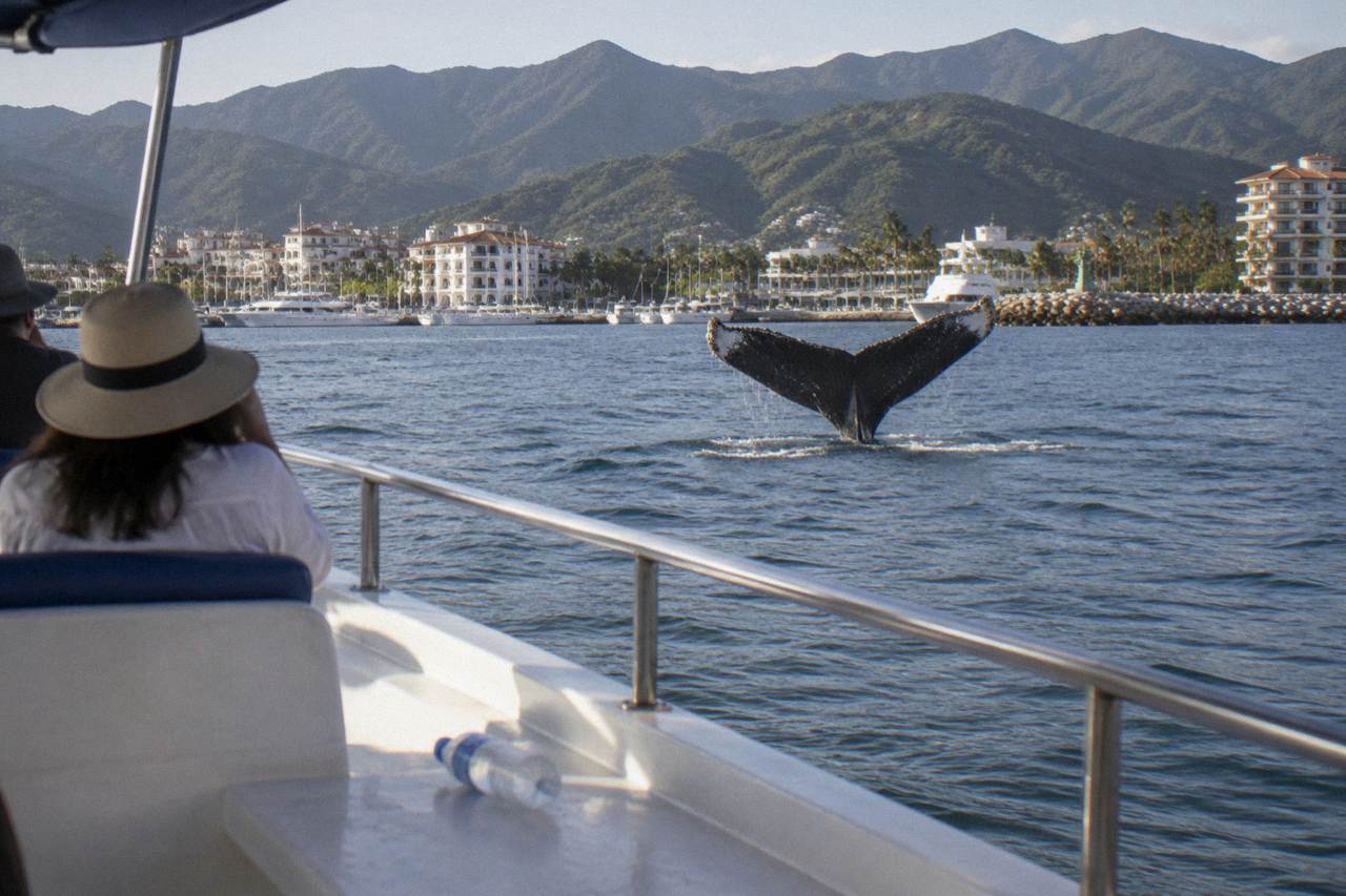 A humpback whale raising its tail fluke above calm blue water near forested hills