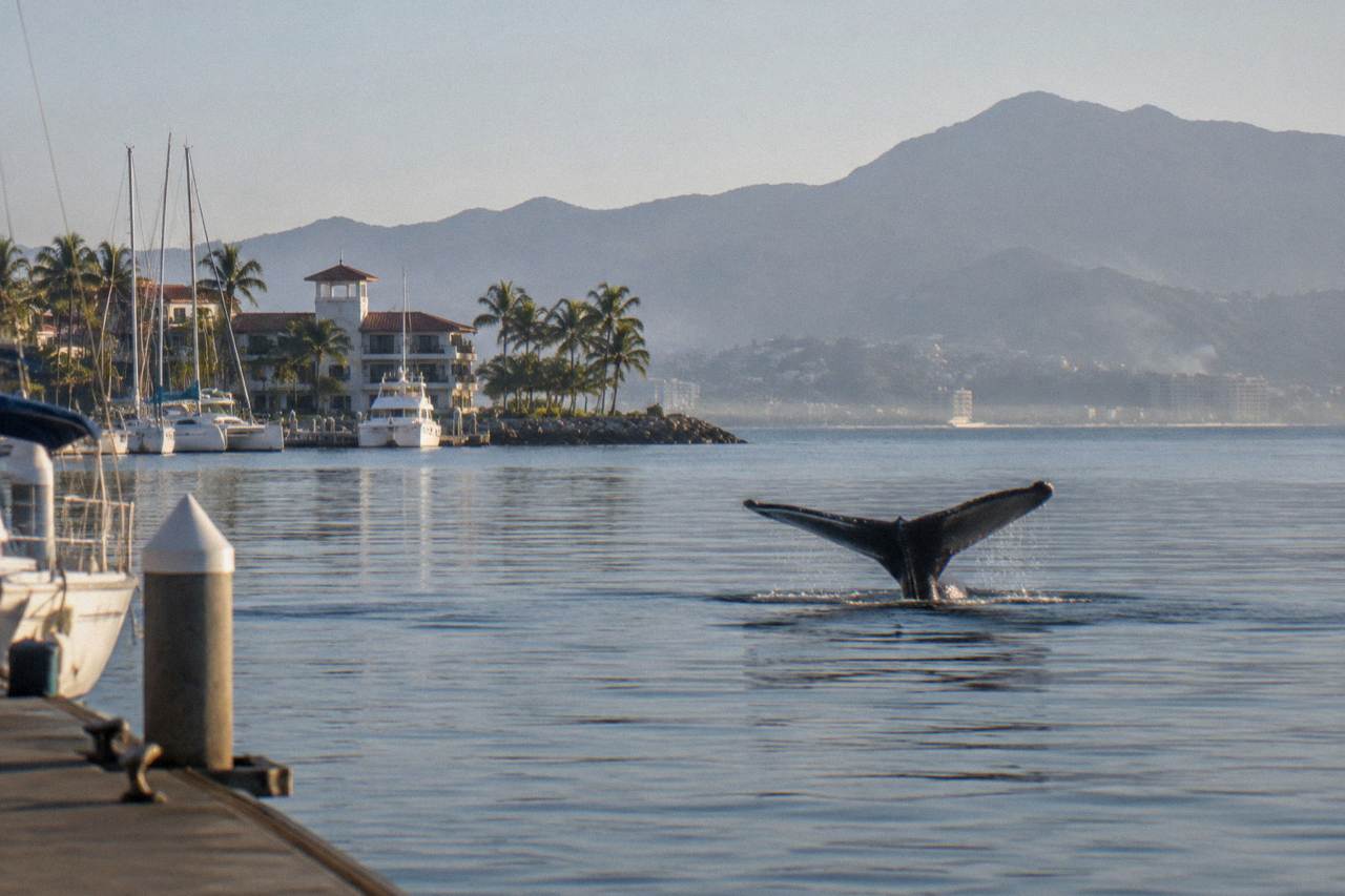 A humpback whale raising its tail fluke above calm open water in Banderas Bay