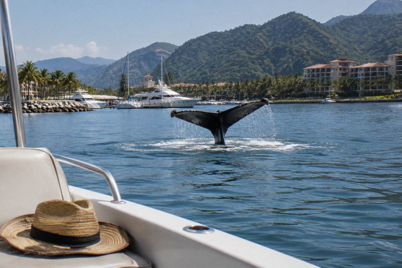 Humpback whale tail fluke rising above calm Pacific water near a forested bay shoreline