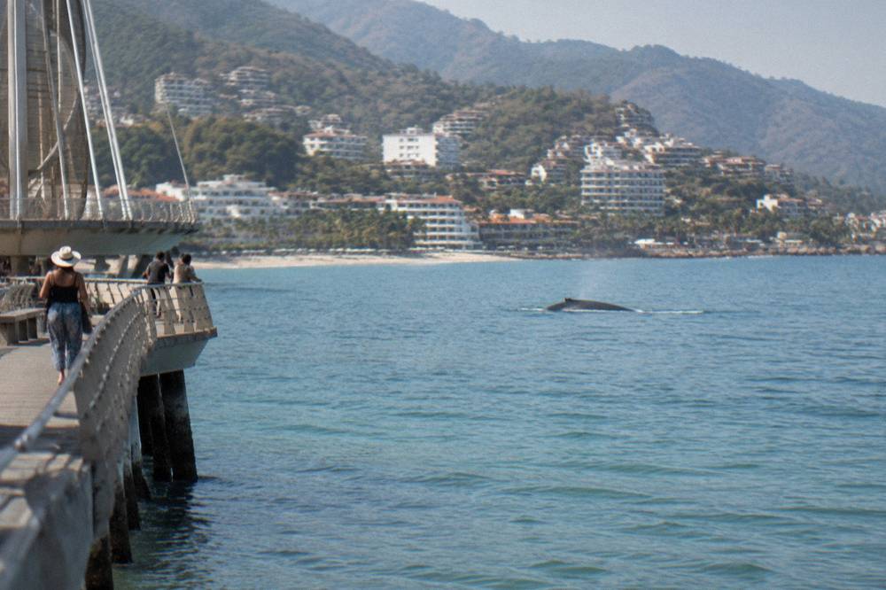 A humpback whale surfacing in calm turquoise water with a coastal town visible in the distance