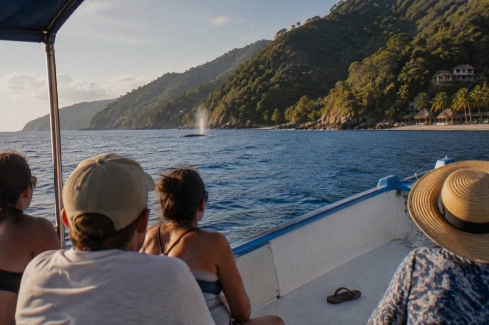 A small tour boat on open blue water with passengers watching a distant whale spout
