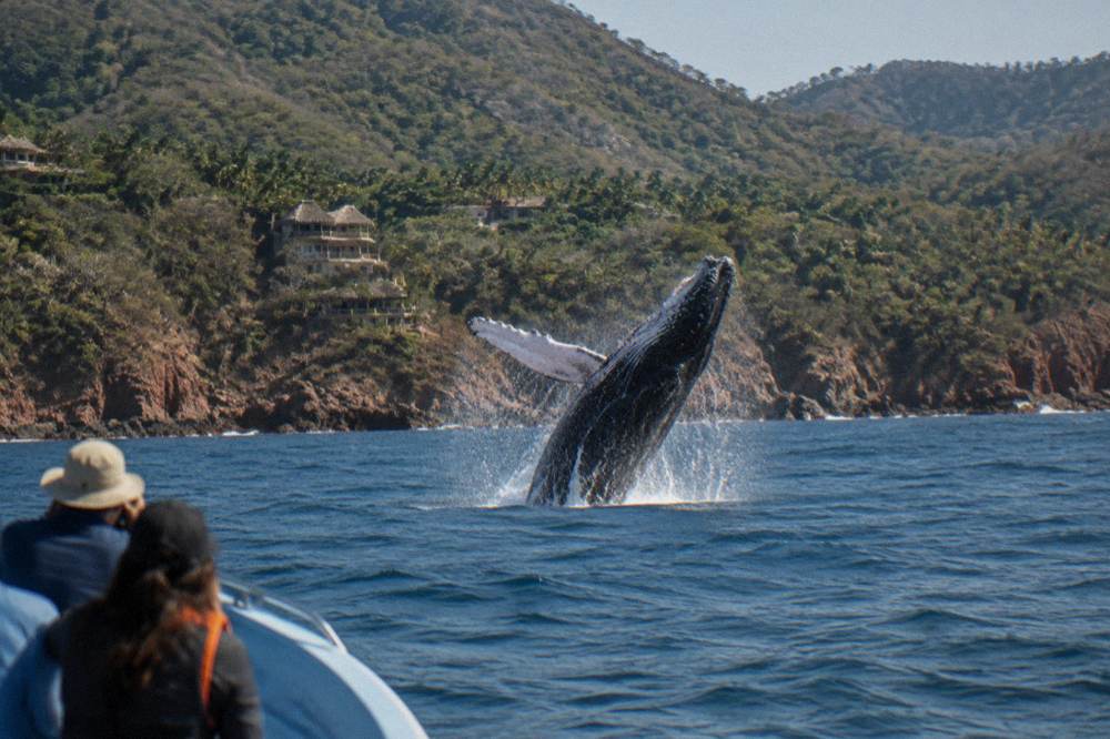 A humpback whale breaching above the ocean surface with a coastline of green hills behind