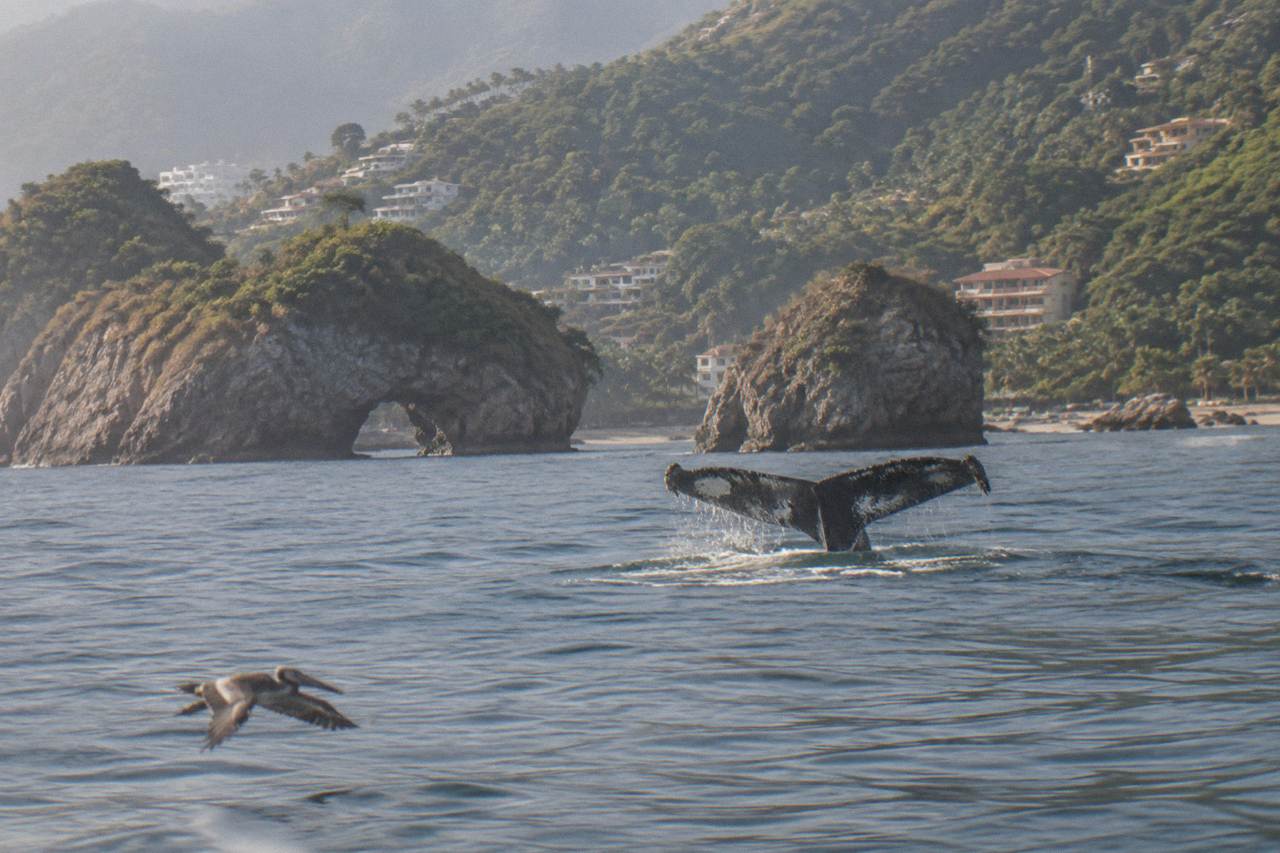 A humpback whale tail fluke rising above calm ocean water near forested hills