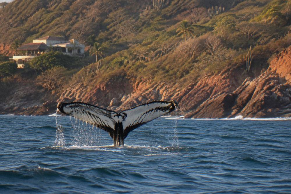 The underside of a humpback whale tail flukes rising above the water before a dive