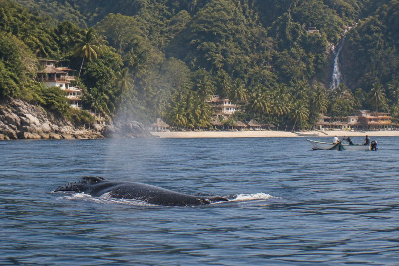 A humpback whale surfacing in calm open water in Banderas Bay with distant green hills