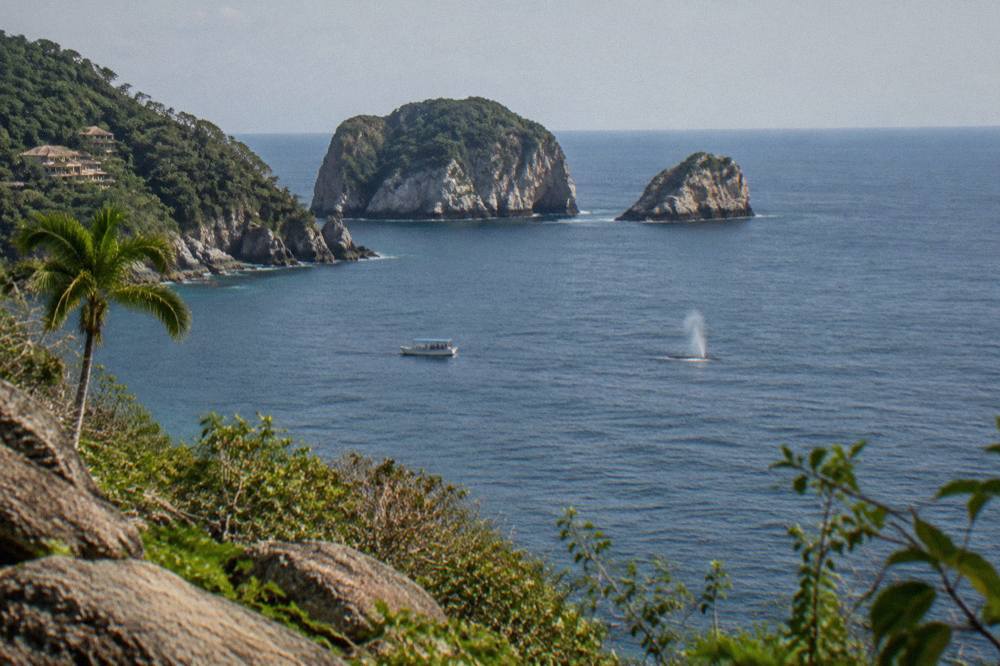 Small tour boat drifting at a distance from a whale spout on open water in Banderas Bay