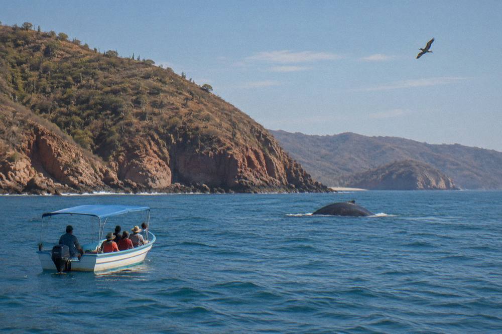 A small tour boat drifting on open water while a humpback whale surfaces in the distance