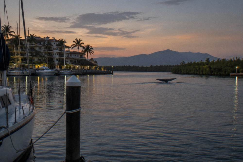 A whale tail fluke slipping below the surface with distant mountains along the bay shoreline at dusk