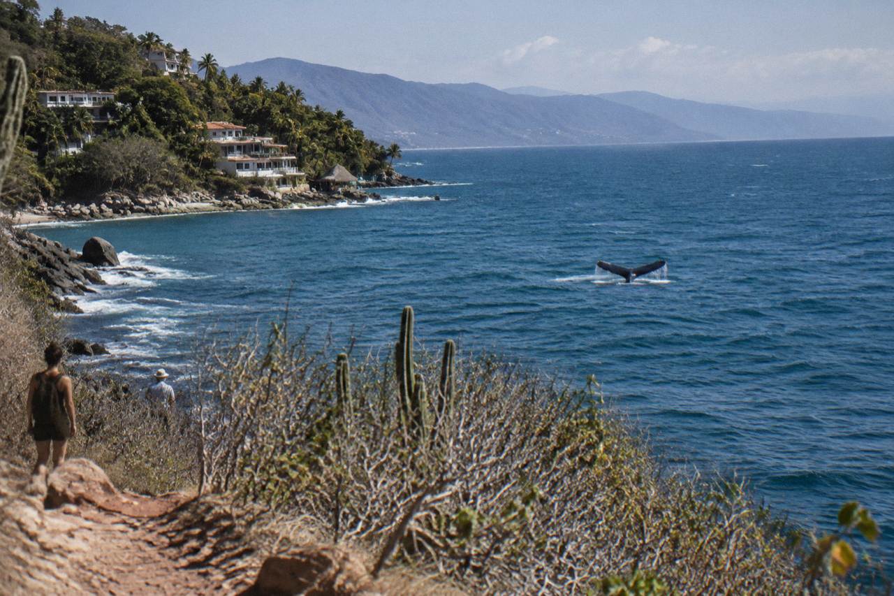 A humpback whale raising its tail fluke above calm blue water in Banderas Bay