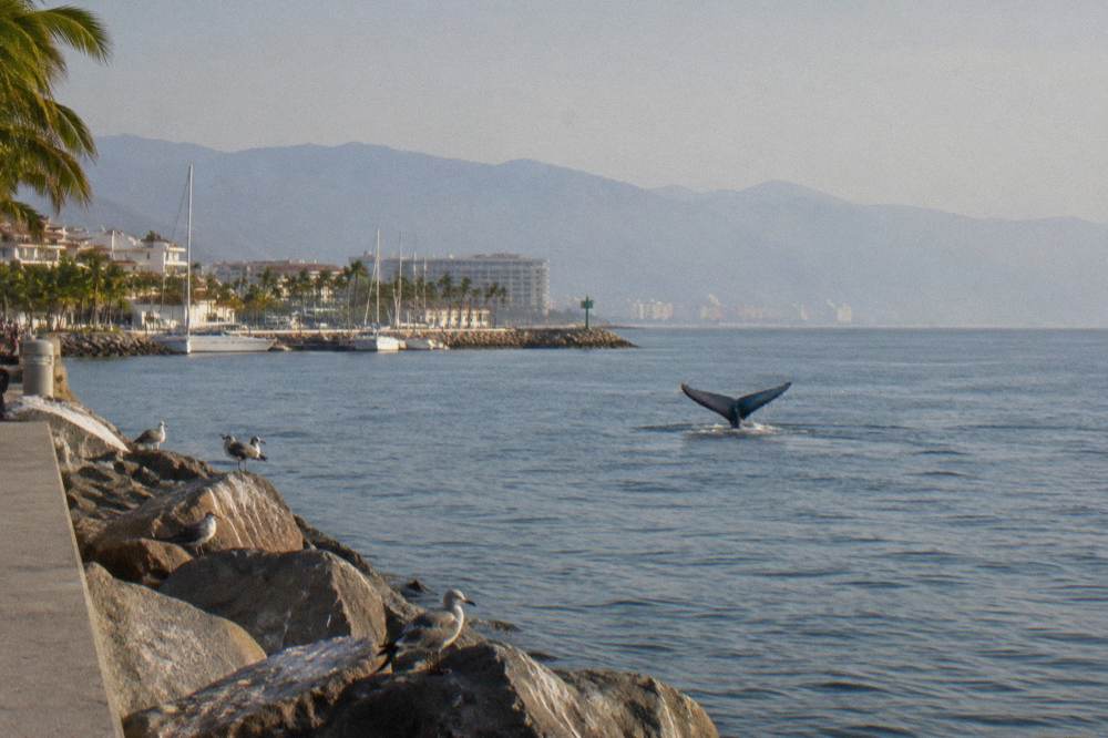 A whale tail rising above calm open ocean water under a wide sky
