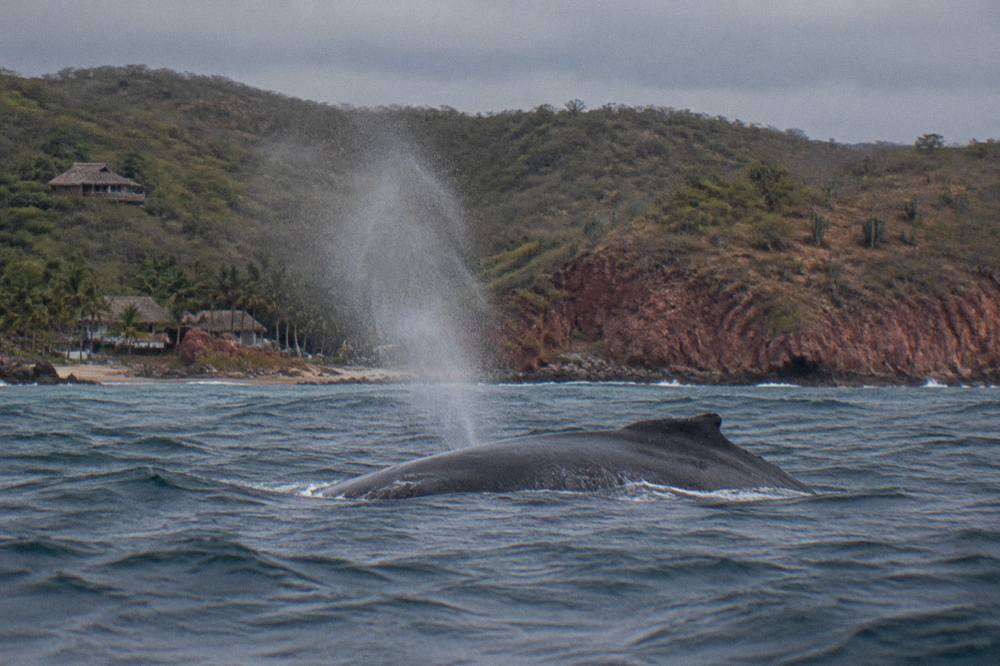 A humpback whale surfacing in open water with a boat in the far distance