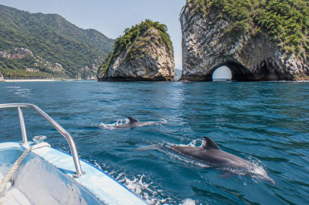 Dolphins swimming alongside the bow of a small tour boat on blue water