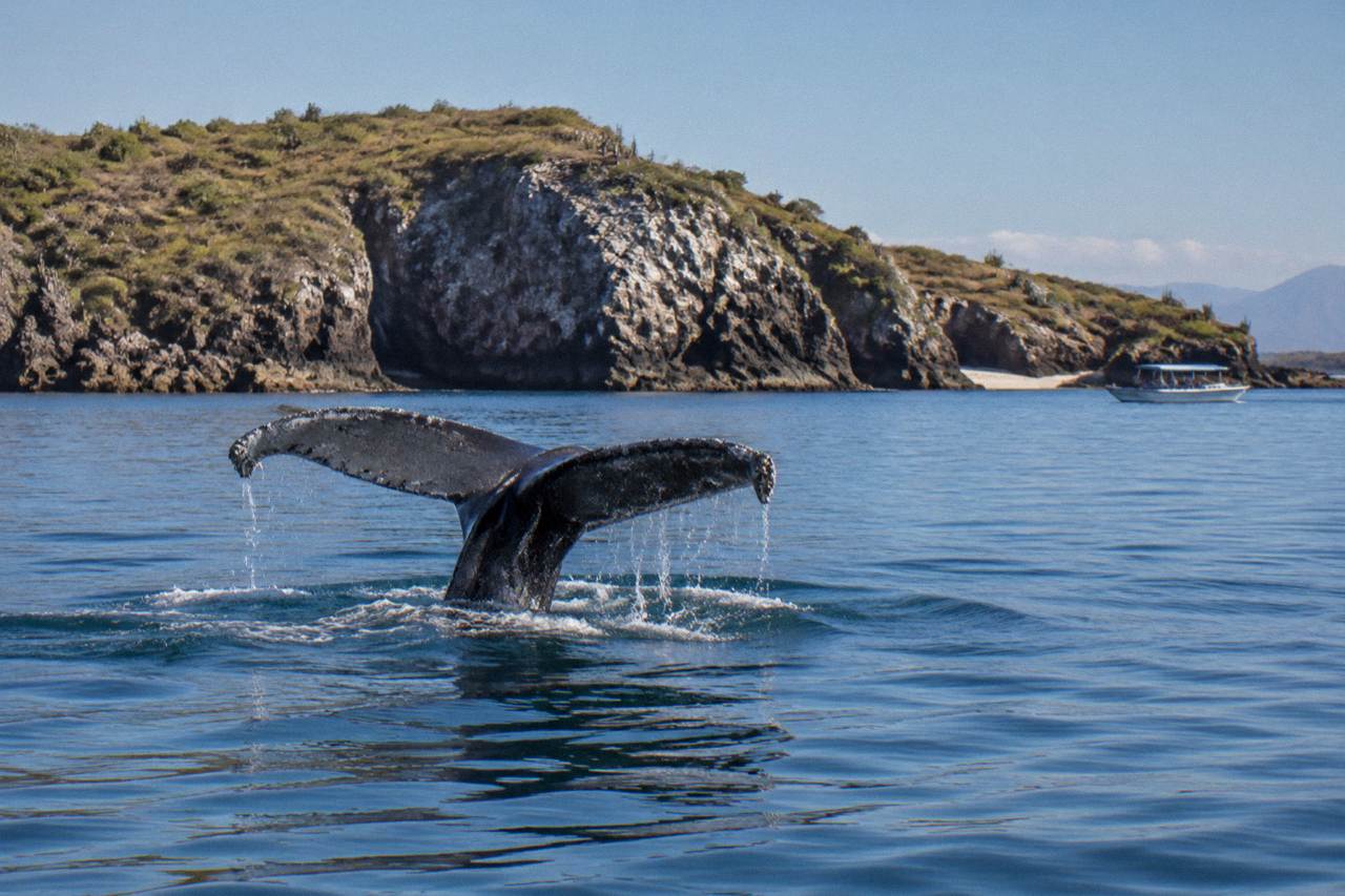 A humpback whale raising its tail fluke above the surface of a calm bay
