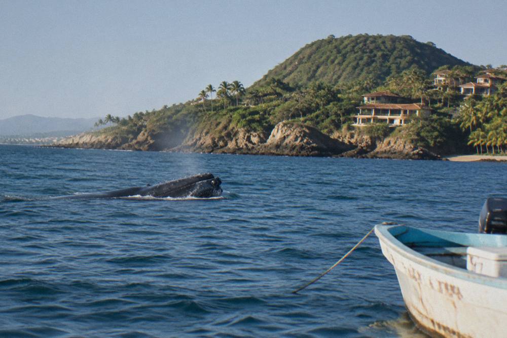 A humpback whale surfacing beside a forested headland on the north shore of Banderas Bay in clear morning light