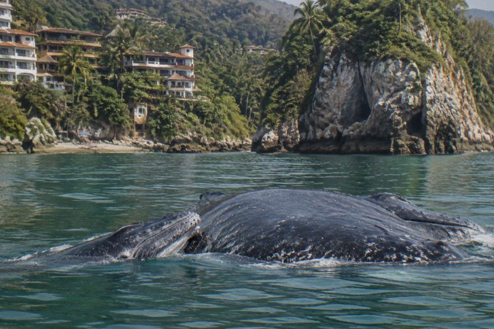 A humpback whale calf swimming close beside its mother in calm green water near a rocky shoreline