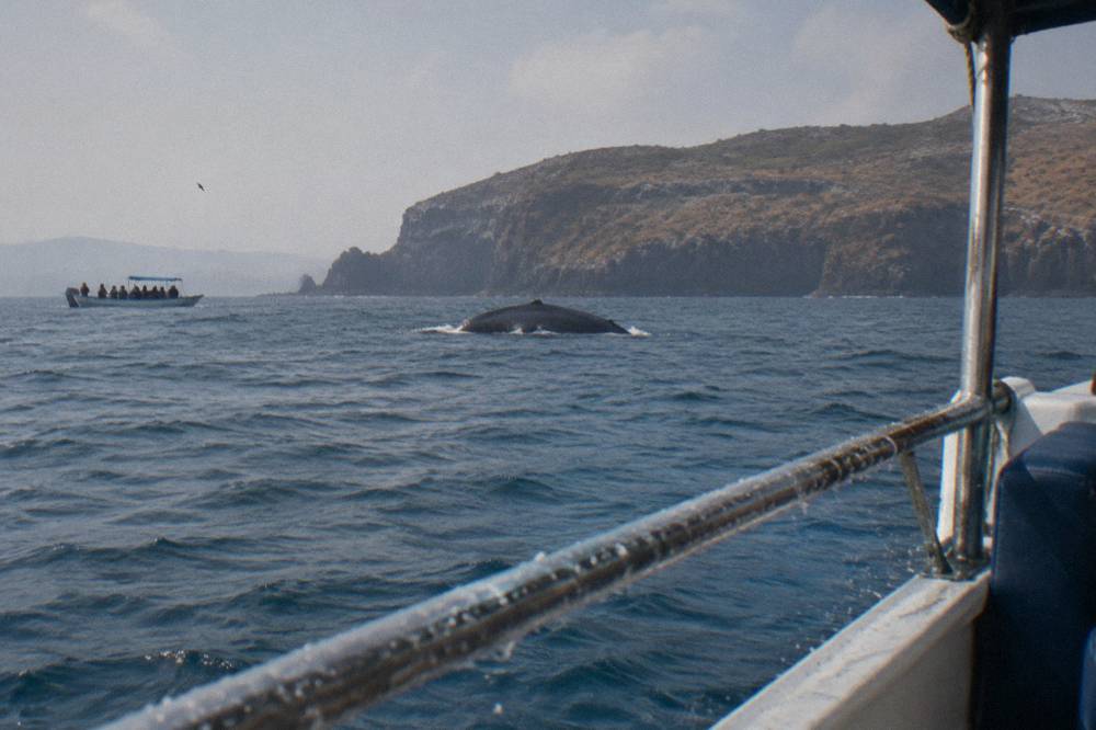 A whale watching boat holding distance from a humpback whale in open water beyond the shoreline of Banderas Bay