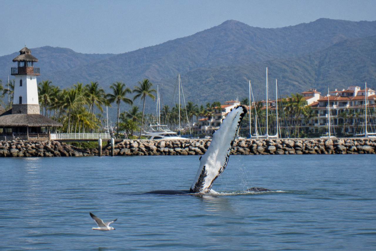 A humpback whale raising a long pectoral fin above calm open water in Banderas Bay under a bright sky