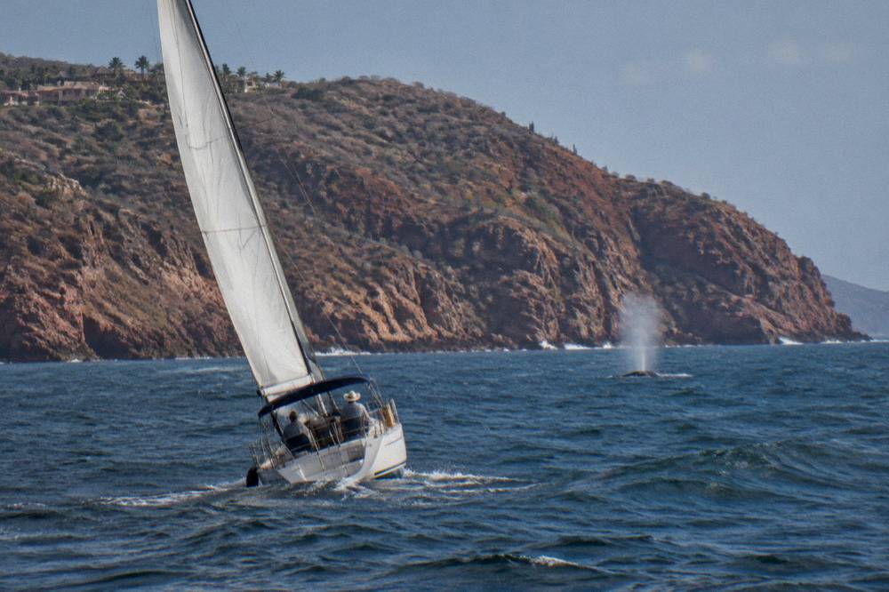 A sailing yacht heeling gently on open water with a whale spout visible in the distance