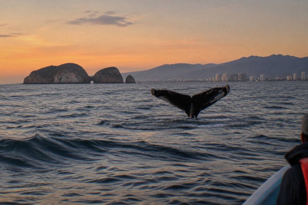 A humpback whale raising its tail fluke above the surface of open ocean