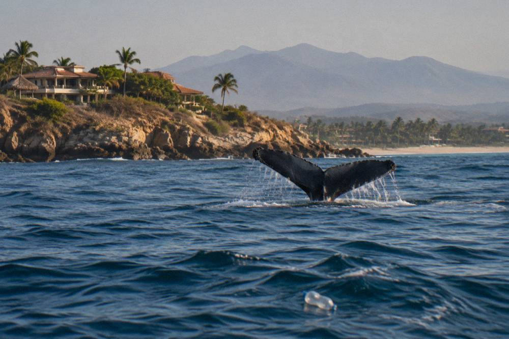 Humpback whale fluke rising above dark blue water near a rocky point