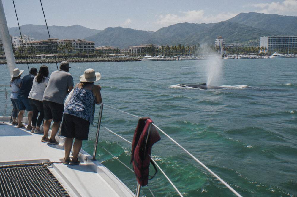 Catamaran with passengers along the rail watching a whale blow in open bay water