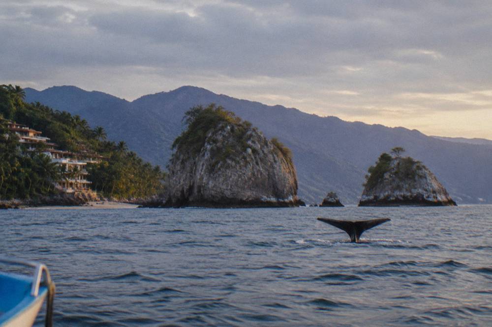 Whale tail silhouetted above water under a wide late-afternoon sky