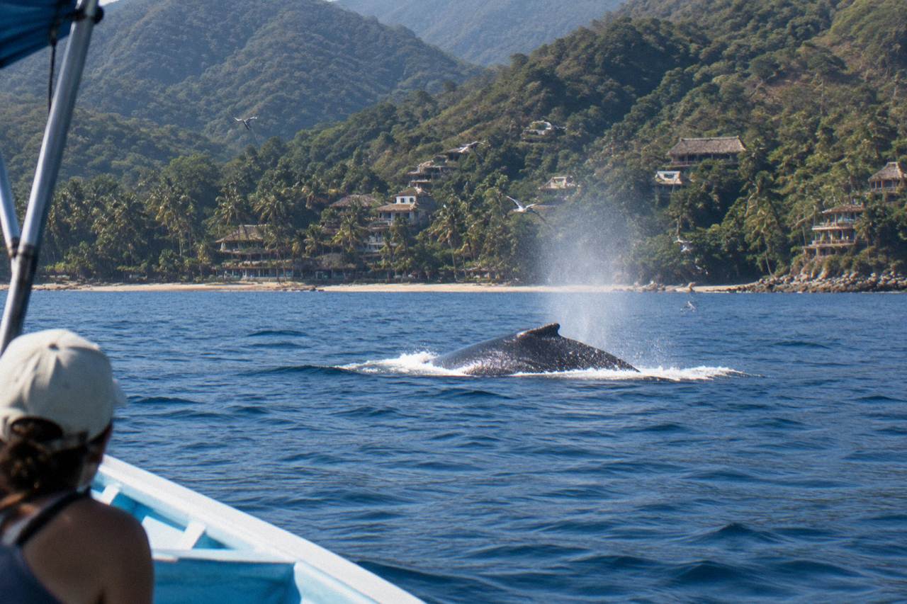 Humpback whale surfacing in calm blue water in Banderas Bay with distant green hills