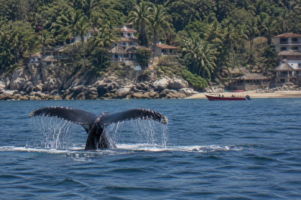 A humpback whale fluke rising above dark blue open water before a deep dive