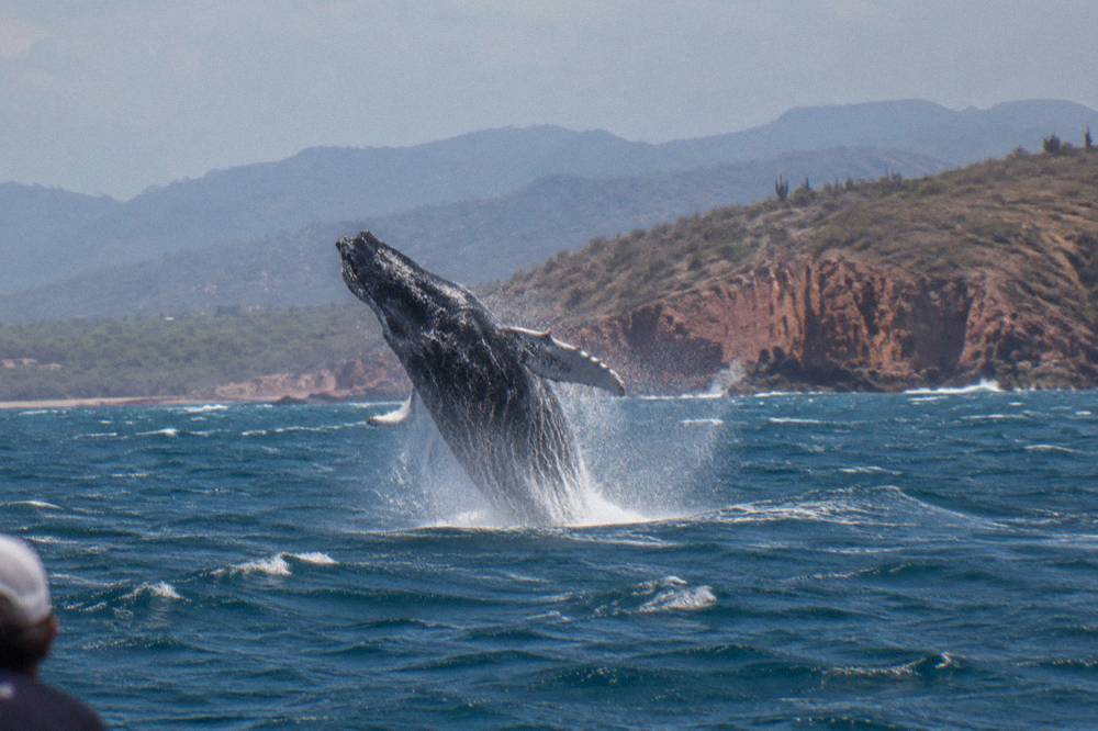 A humpback whale breaching fully out of the water with splash and distant mountains