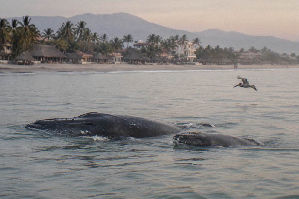 A humpback mother and calf swimming close together near the surface in calm water