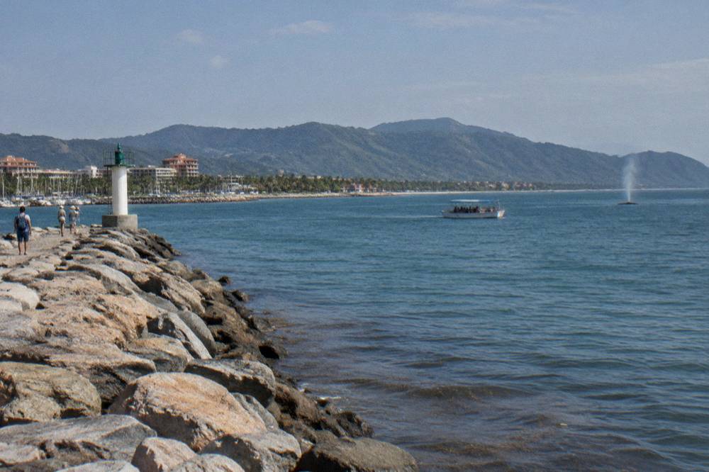 A small tour boat holding distance from a whale spouting near forested coastline