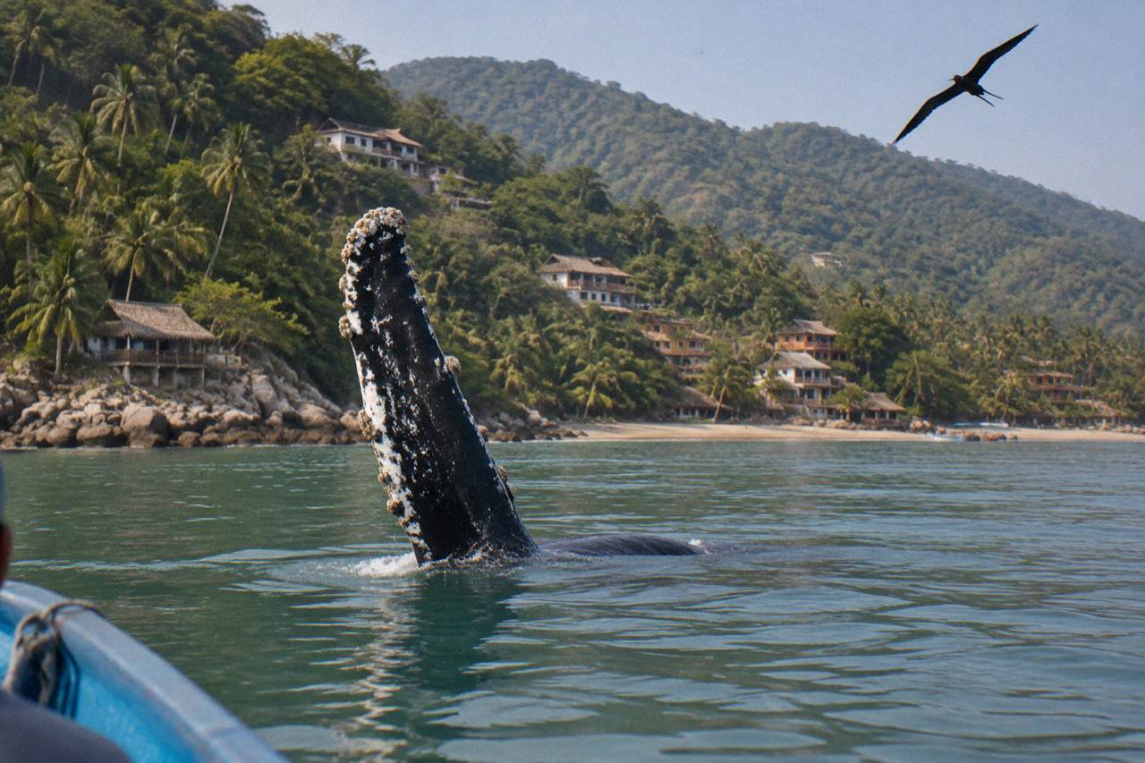 A humpback whale raising a long pectoral fin above calm tropical water near forested hills