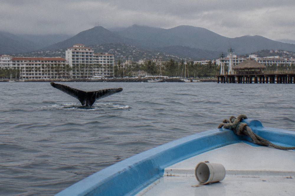 A whale fluke rising above calm open water with distant hills