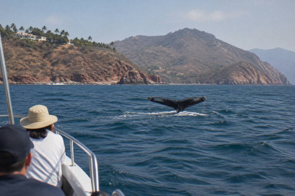 A humpback whale fluke raised above the water with a coastline of hills in the background