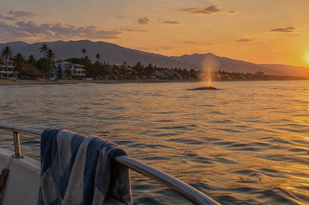 Warm golden light across the surface of Banderas Bay with a whale blow visible in the distance