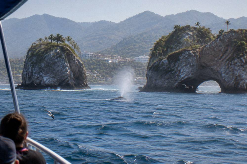 A whale watching boat holding position at a distance from a whale spout on open water