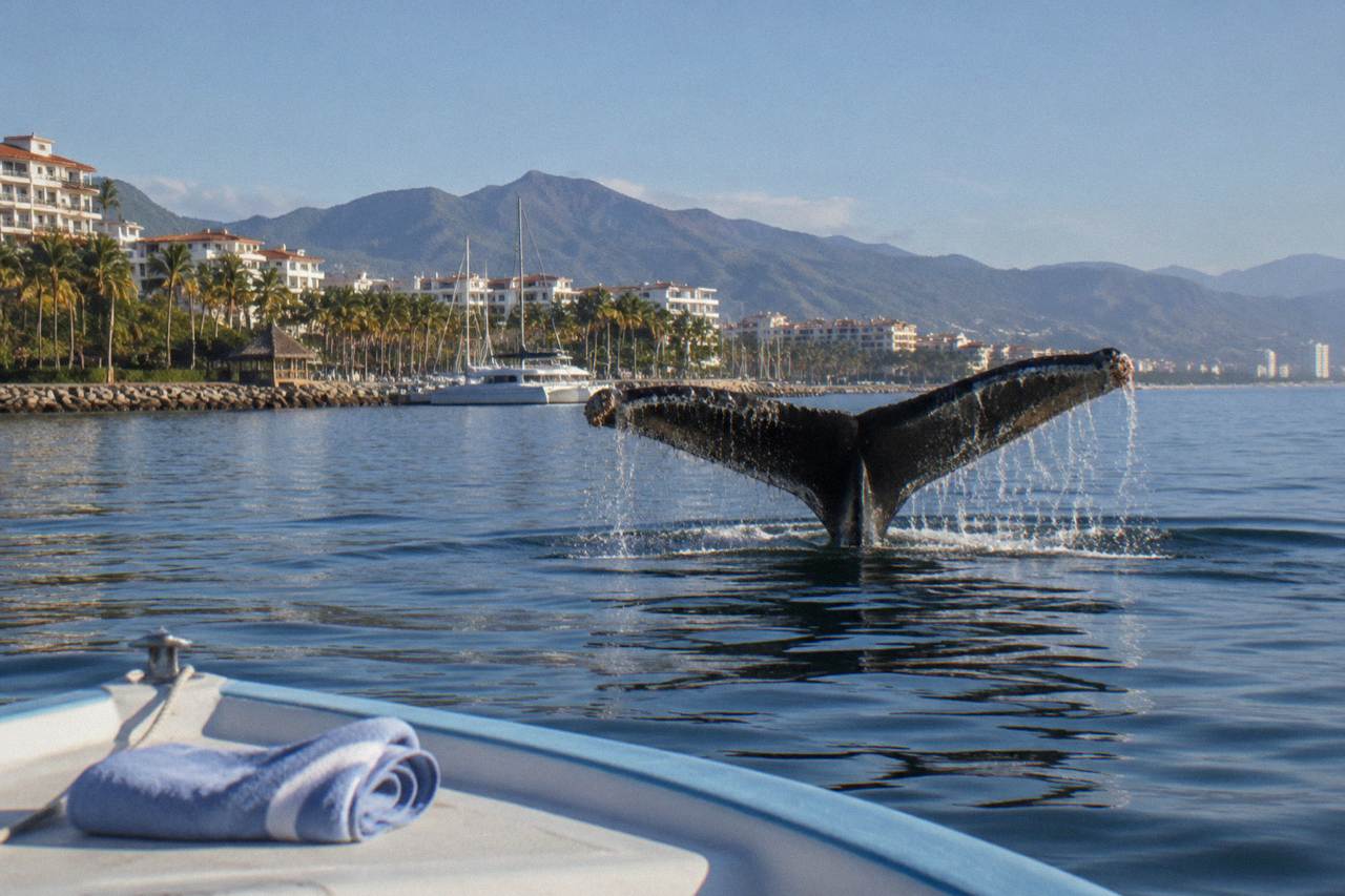 A humpback whale fluke rising above calm open water in Banderas Bay under morning light