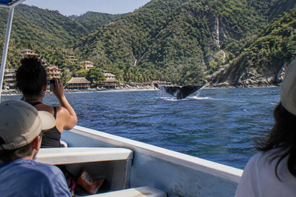A humpback whale fluke rising above calm water near a small boat