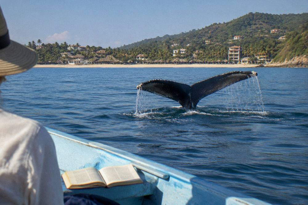A humpback whale fluke rising above calm blue water near a distant shoreline