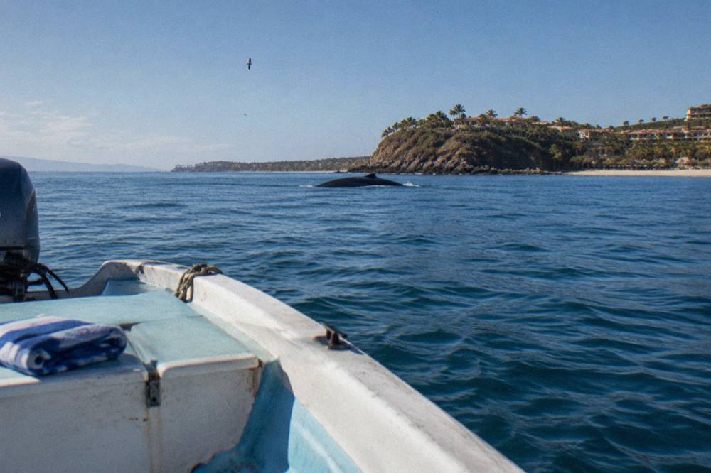 A small whale watching boat holding position on calm blue water near the mouth of Banderas Bay