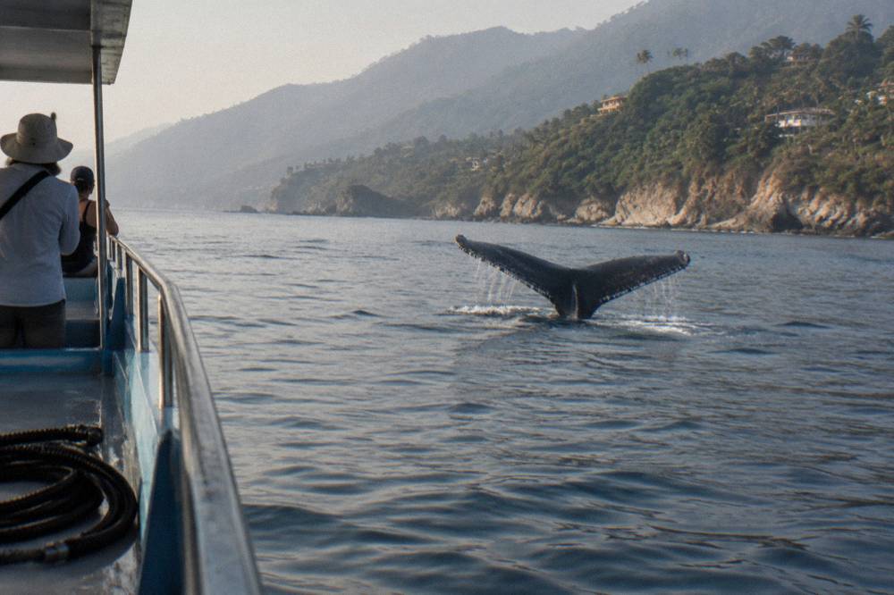 A humpback whale fluke rising above calm Pacific water near a slow-moving tour boat off Puerto Vallarta