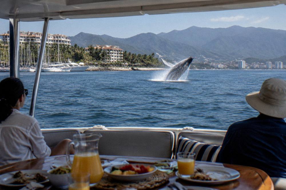 A private whale watching charter holding a wide distance from a breaching humpback whale in Banderas Bay